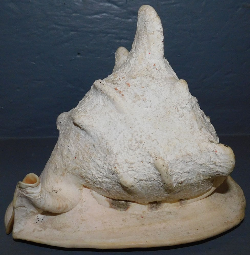 Large Conch Shell (1 of 3)