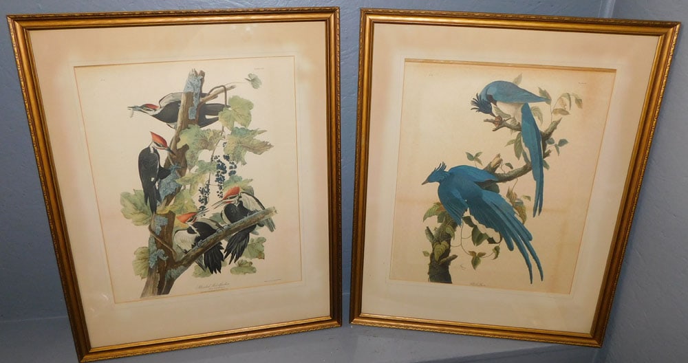 Pair of Bird Prints, (1 Audubon) (1 of 6)