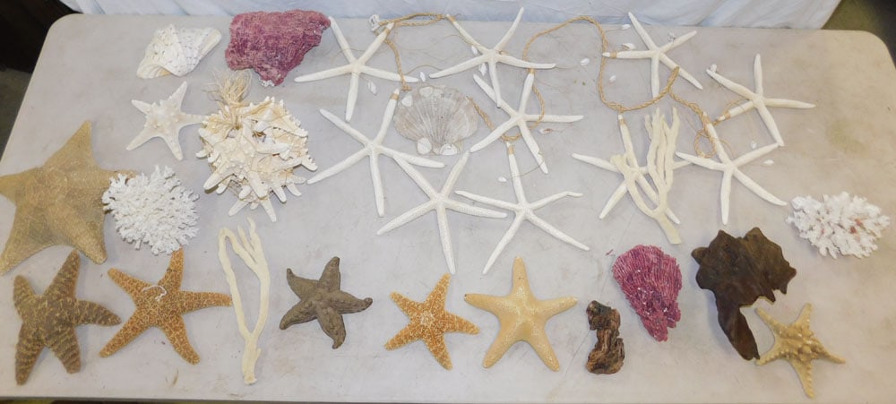 Lot Coral & Sea Shells (1 of 4)