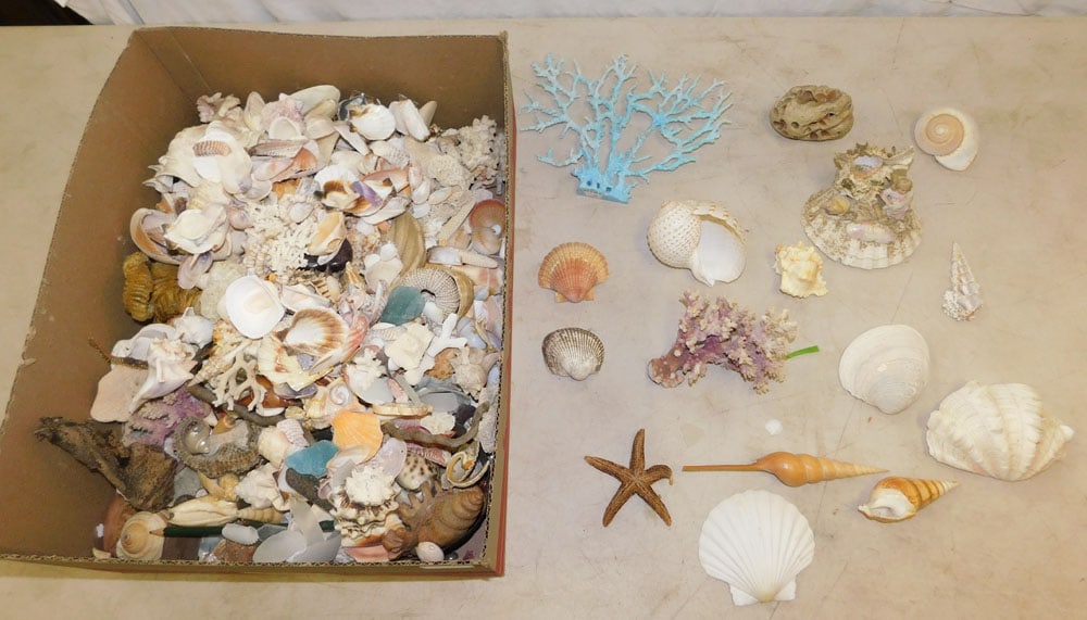 Lot Sea Shells (1 of 3)