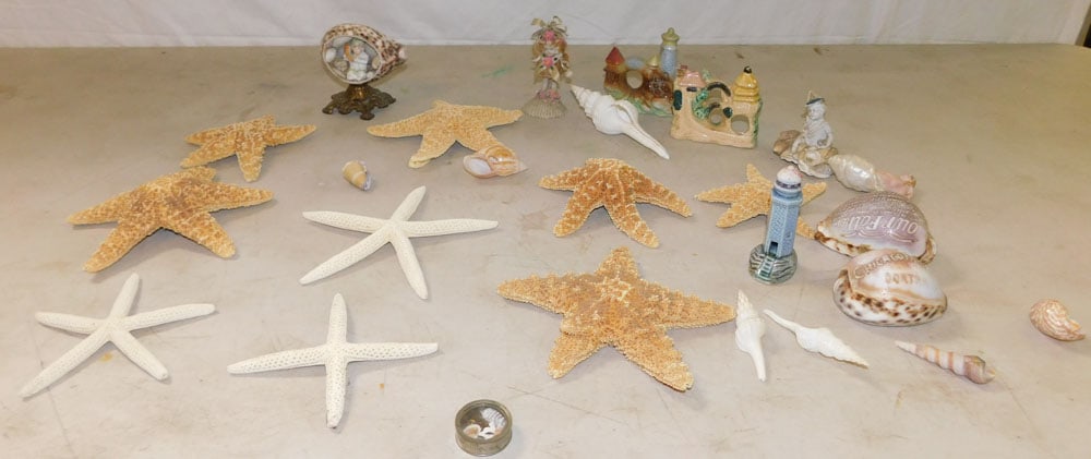 Lot Sea Shells (1 of 5)