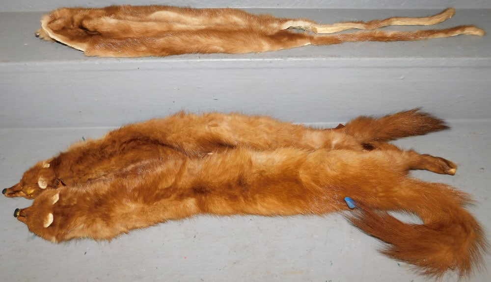 Lot of Animal Furs: Lot of Animal Furs. ALL DESCRIPTIONS AND ANY CONDITION STATEMENT GIVEN BY LANGSTON AUCTION GALLERY ARE STRICTLY OPINIONS AND LANGSTON'S SHALL HAVE NO RESPONSIBILITY FOR ERRORS OR OMISSIONS. THE ABSENC