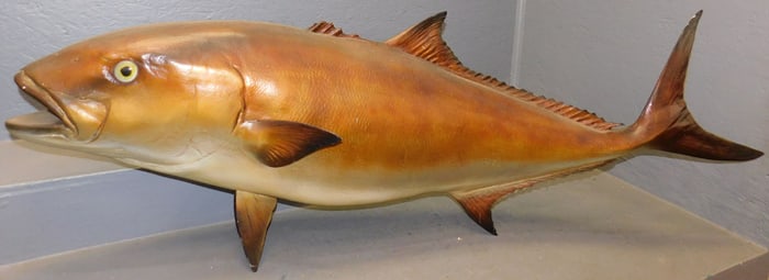 Large Fish