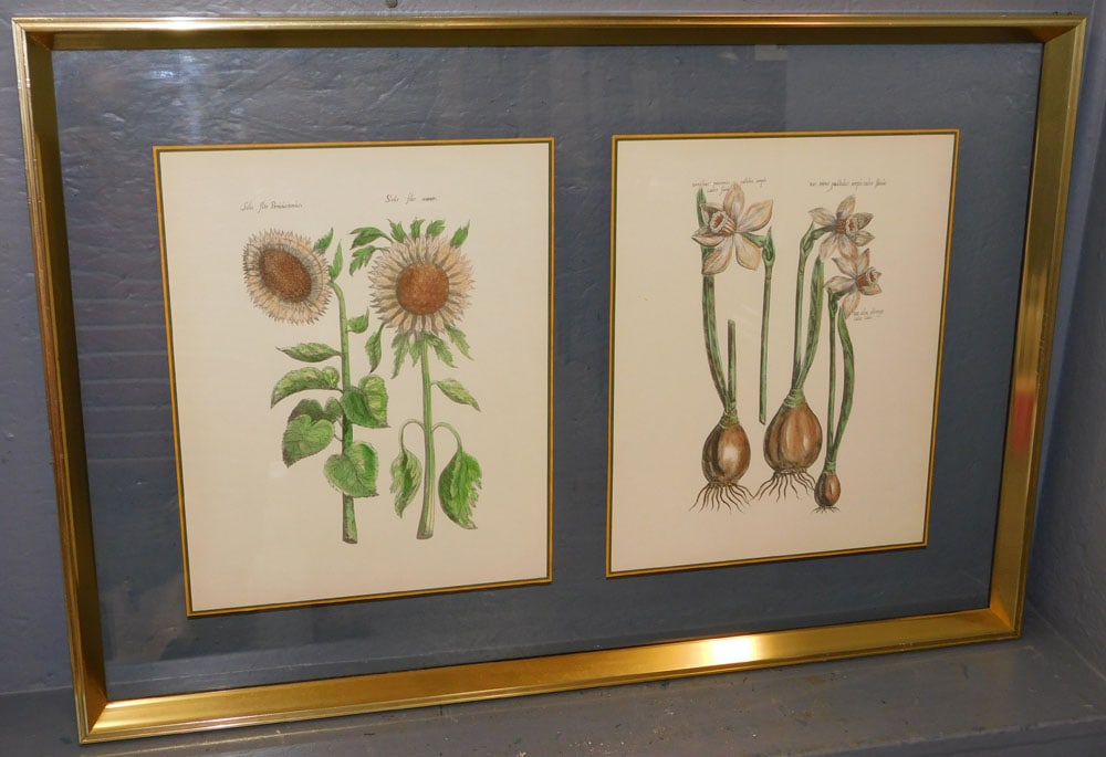 Mid Century Brass Framed Open Back Enclosed Double Botanical Narcissus Drawings (1 of 6)
