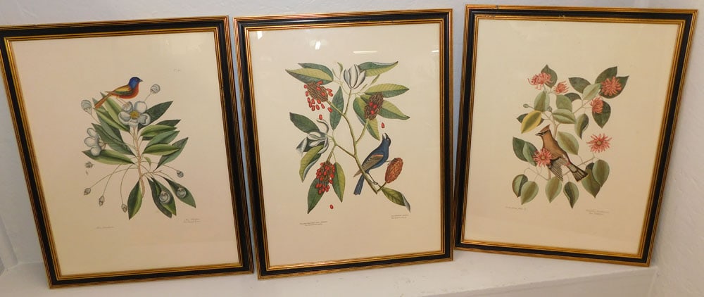 3 Framed Bird Prints (1 of 8)