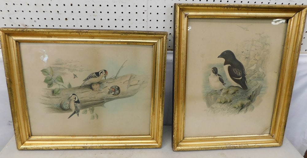 2 J. Gould Framed Bird Prints (1 of 6)