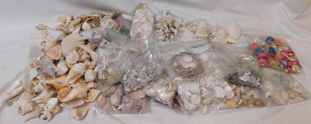 Lot of Seashells: Lot of Seashells. "ALL DESCRIPTIONS AND ANY CONDITION STATEMENT GIVEN BY LANGSTON AUCTION GALLERY ARE STRICTLY OPINIONS AND LANGSTON'S SHALL HAVE NO RESPONSIBILITY FOR ERRORS OR OMISSIONS. THE ABSENCE