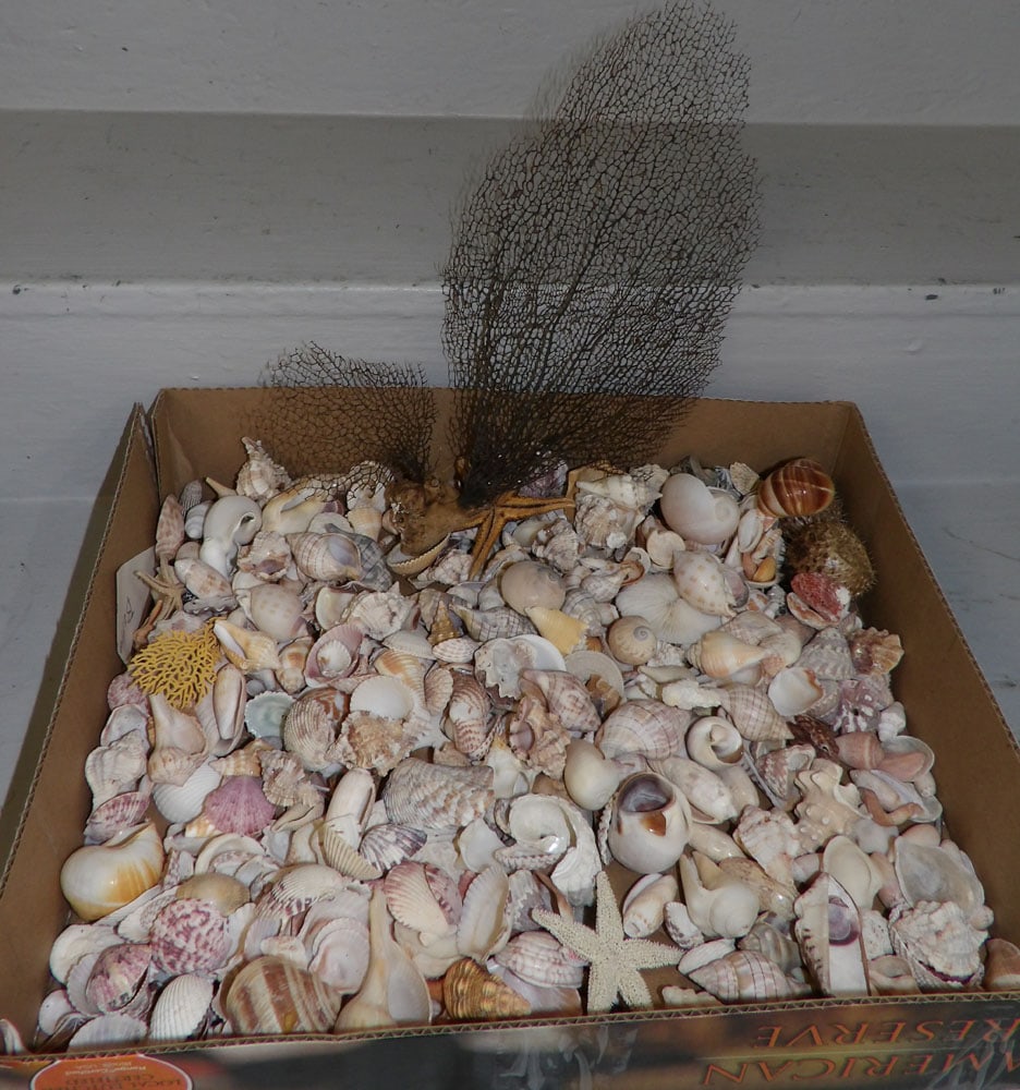 Lot of Seashells (1 of 4)