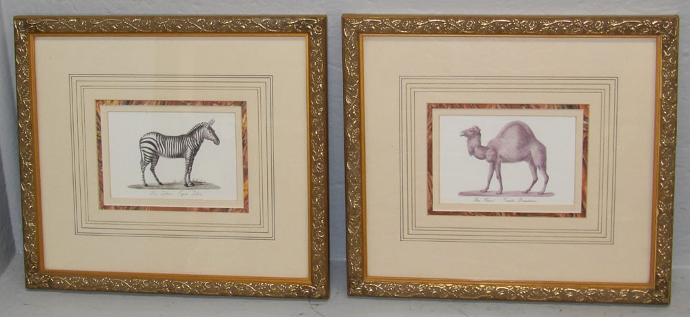 Pair of Framed French Engravings of Zebra & Camel (1 of 5)