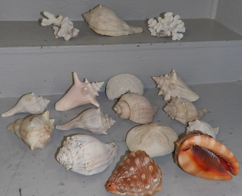 seashell collection (1 of 4)
