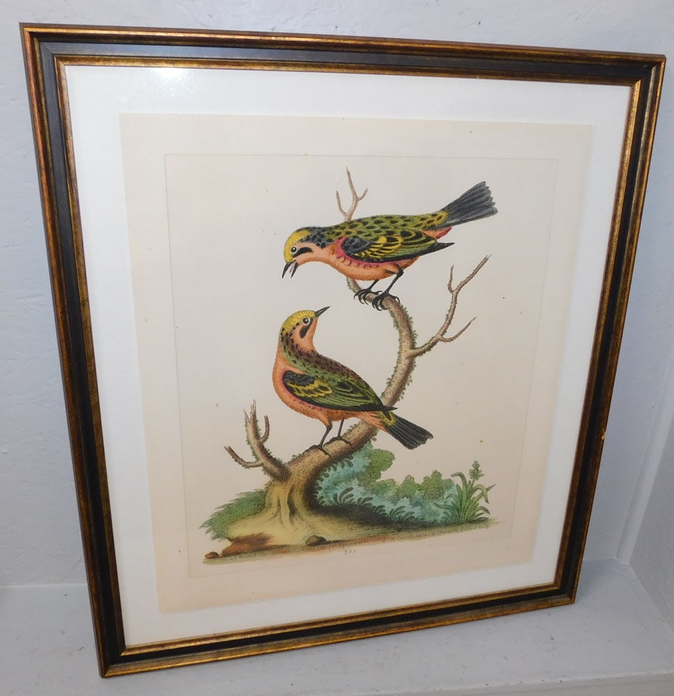 Framed Bird Print (1 of 3)