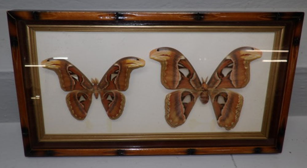 Framed Butterfly Collage (1 of 3)