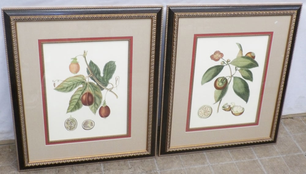 Pair of Framed & Matted Pomegranate Botanical Engravings by Chelsea House (1 of 5)