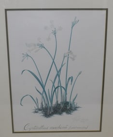 framed botanical print