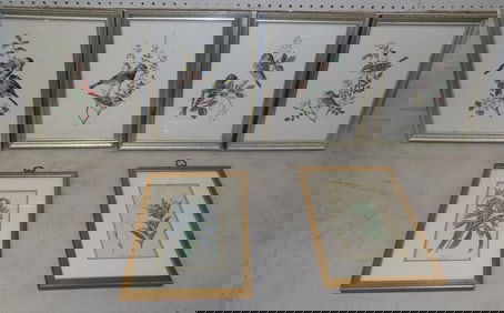 lot of botanical and bird frame prints