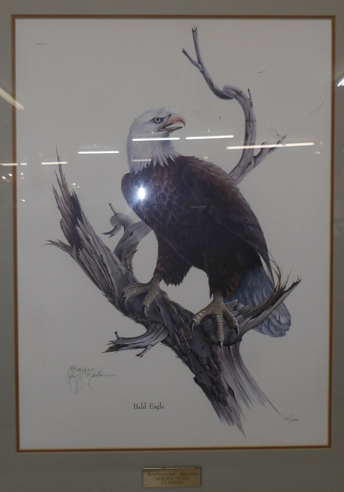 framed eagle print (1 of 5)