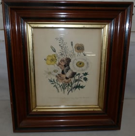 botanical framed print in antique shadow box frame