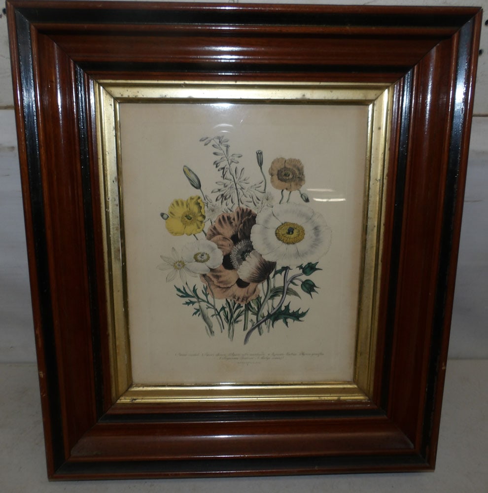 botanical framed print in antique shadow box frame (1 of 4)