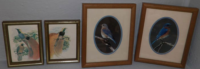 Lot of Bird Prints