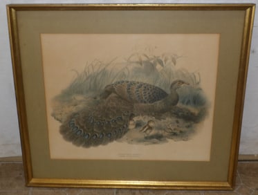 Framed Peacock Print
