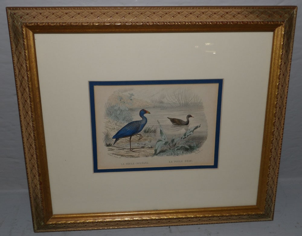 framed and matted hand color French bird engraving (1 of 6)
