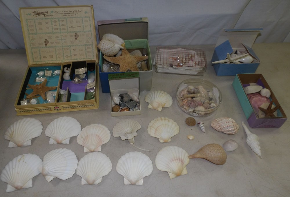 lot of seashells: lot of seashells. ALL DESCRIPTIONS AND ANY CONDITION STATEMENT GIVEN BY LANGSTON AUCTION GALLERY ARE STRICTLY OPINIONS AND LANGSTON'S SHALL HAVE NO RESPONSIBILITY FOR ERRORS OR OMISSIONS. THE ABSENCE 