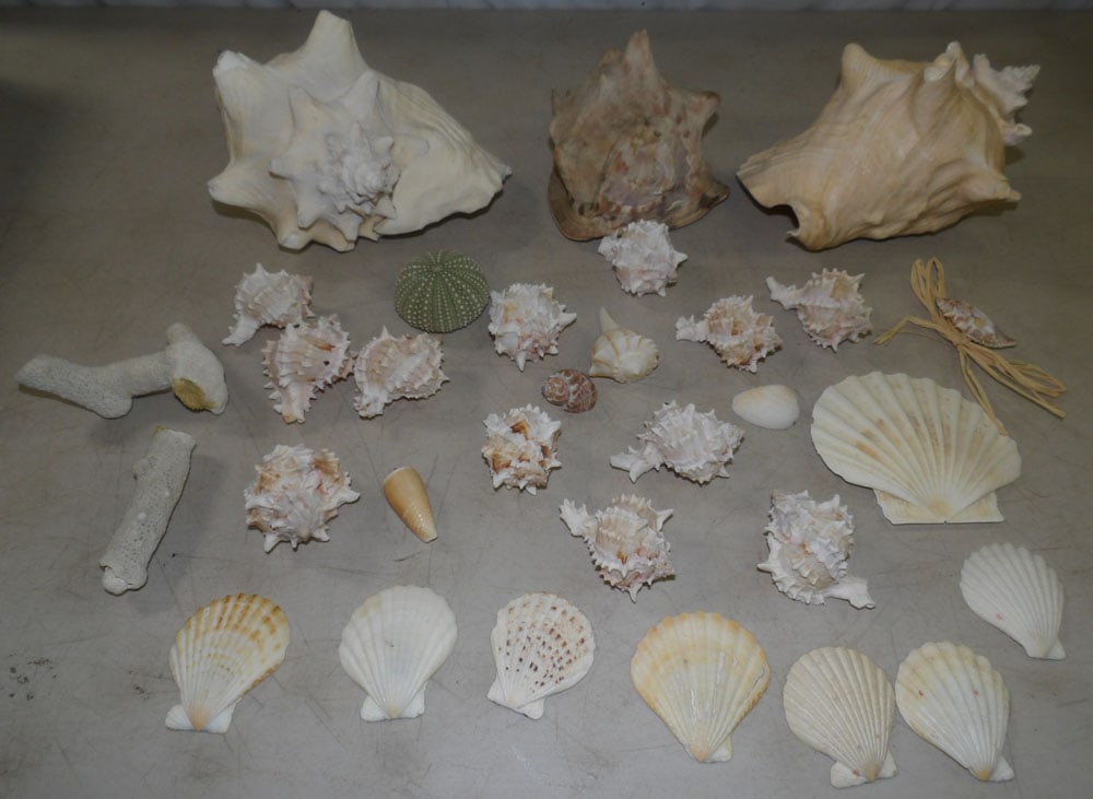 lot of seashells: lot of seashells. ALL DESCRIPTIONS AND ANY CONDITION STATEMENT GIVEN BY LANGSTON AUCTION GALLERY ARE STRICTLY OPINIONS AND LANGSTON'S SHALL HAVE NO RESPONSIBILITY FOR ERRORS OR OMISSIONS. THE ABSENCE 