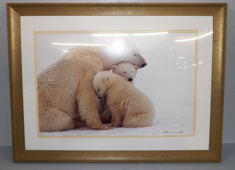 Framed Photo of Polar Bears: Framed Photo of Polar Bears. 27 3/4" x 21" ALL DESCRIPTIONS AND ANY CONDITION STATEMENT GIVEN BY LANGSTON AUCTION GALLERY ARE STRICTLY OPINIONS AND LANGSTON'S SHALL HAVE NO RESPONSIBILITY FOR ERRORS O