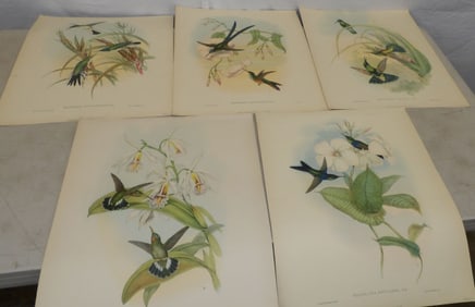 5 unframed J.Gould hummingbird prints