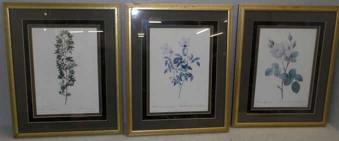 3 botanical framed prints