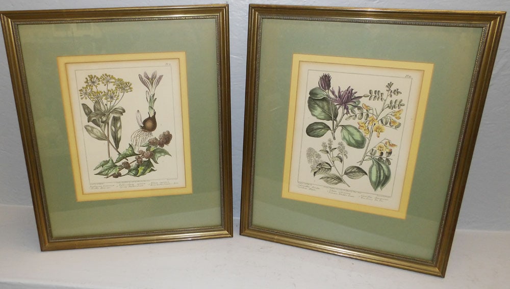 Pair of Framed Botanical Engravings (1 of 6)
