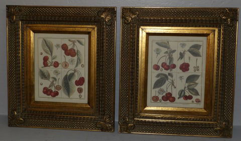 Pair of Cherry Illustrated Botanical Engravings in Ornate Gilded Frames
