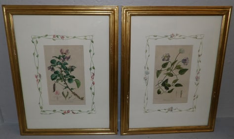 pair of framed botanical hand colored engravings