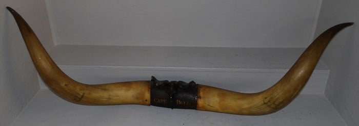 pair of horn wall hangings with ship carvings Entitled Cape Bull