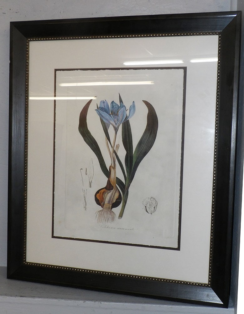 Botanical Framed Print (1 of 5)