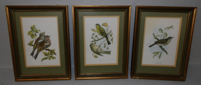 Three Small Framed Bird Prints