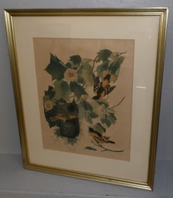 Framed Bird Engraving by John J Audubon
