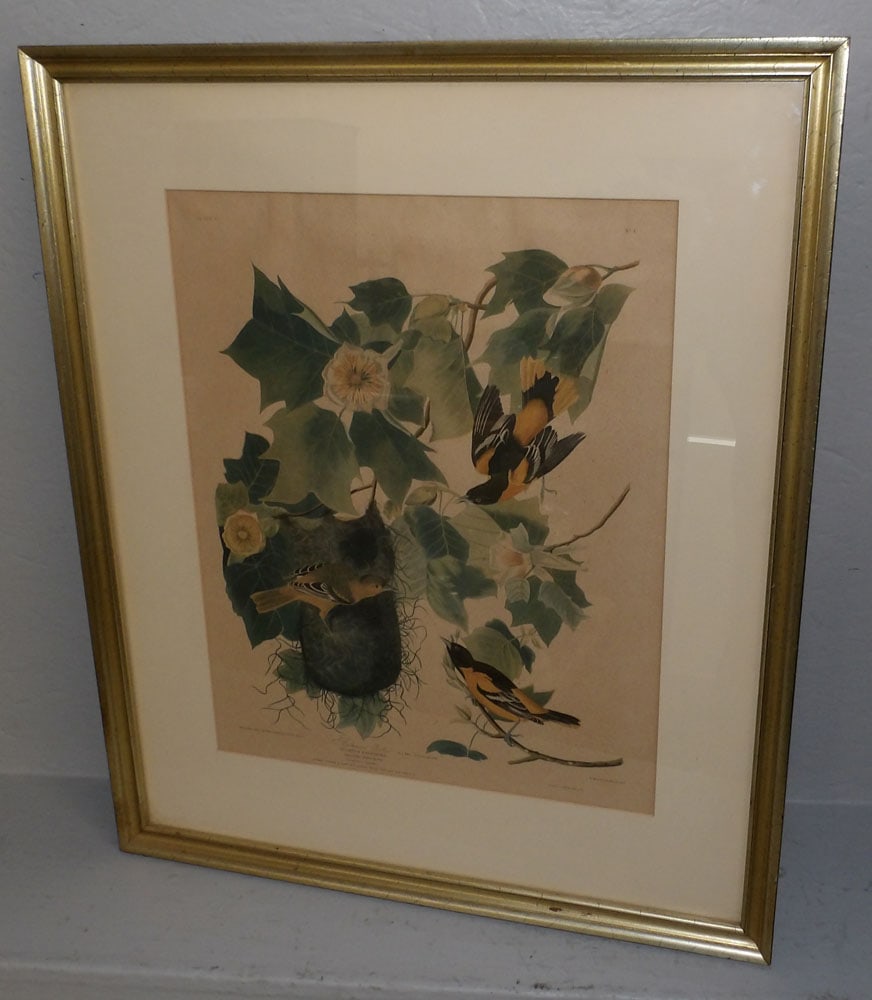 Framed Bird Engraving by John J Audubon (1 of 6)