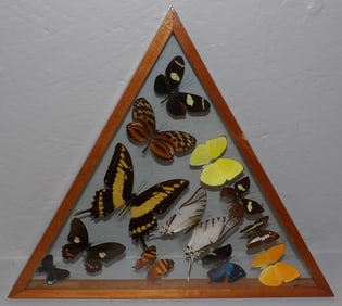 Walnut Enclosed Triangle Framed Butterfly Collage