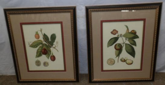 Pair of Framed Botanical Prints