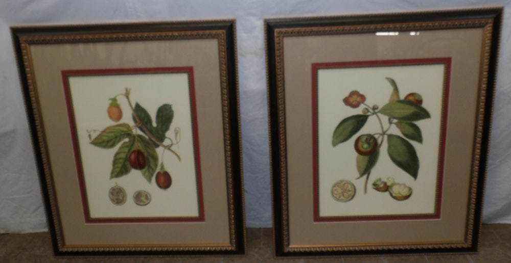 Pair of Framed Botanical Prints (1 of 4)