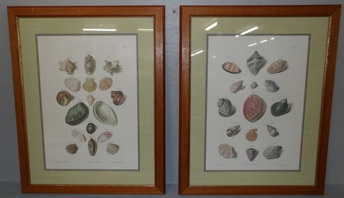 Pair of Seashell Framed Prints