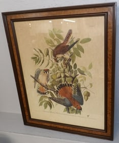 Framed J. Audubon Bird Engraving in Burled Walnut Frame