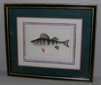 Framed & Matted Colored Engraving of a Yellow or Barred Perch