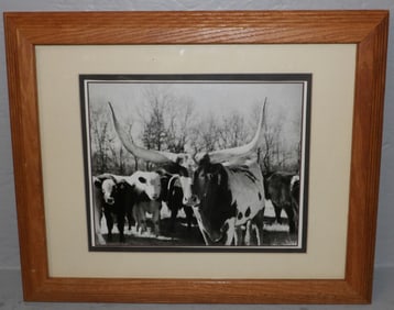 Framed Black & White Photo Print Of Longhorn Steer