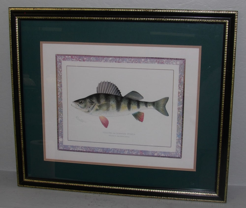 Framed & Matted Colored Engraving of a Yellow or Barred Perch (1 of 4)