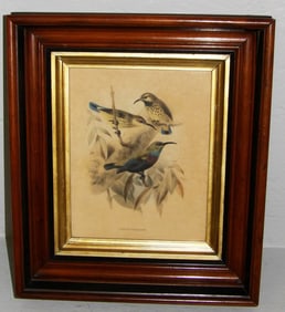 Antique Walnut Shadowbox Framed Print of Purple Banded Sunbirds