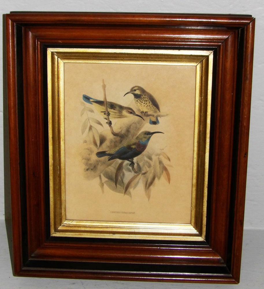 Antique Walnut Shadowbox Framed Print of Purple Banded Sunbirds (1 of 3)