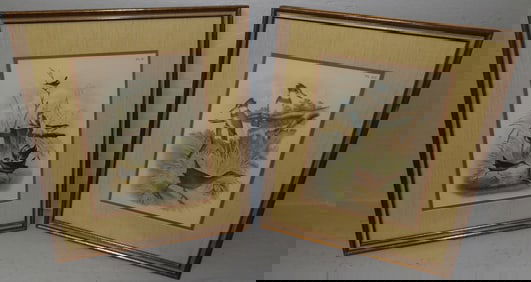 Pair Framed Bird Prints