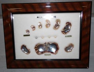 Framed Cultured Pearls